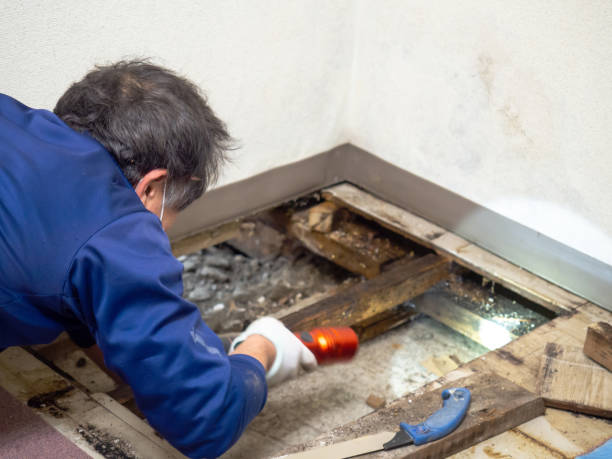 Best Residential Mold Removal  in Stevenson, AL