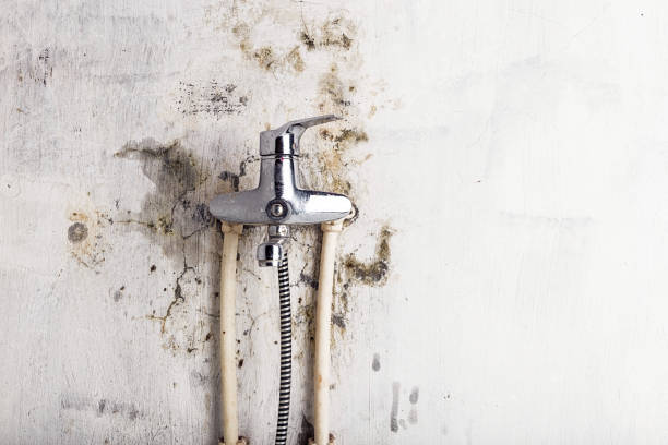 Best Local Mold Removal Service  in Stevenson, AL