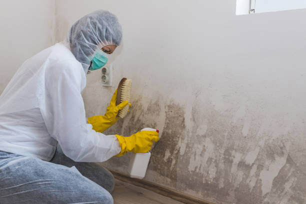 Best Emergency Mold Removal  in Stevenson, AL