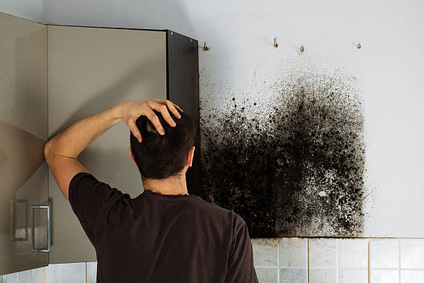 Best Mold Removal Specialists  in Stevenson, AL