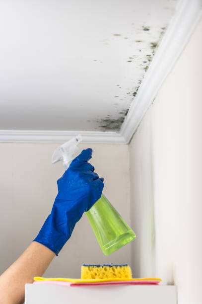 Best Certified Mold Removal  in Stevenson, AL