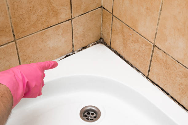 Best Affordable Mold Removal  in Stevenson, AL
